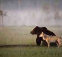 [तस्वीरें] एक भालू और भेड़िया सबसे अच्छे दोस्त हैं